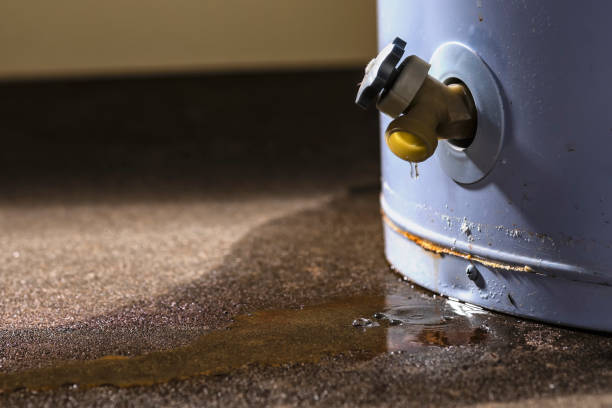 Best Carpet water damage restoration  in Wolf Point, MT