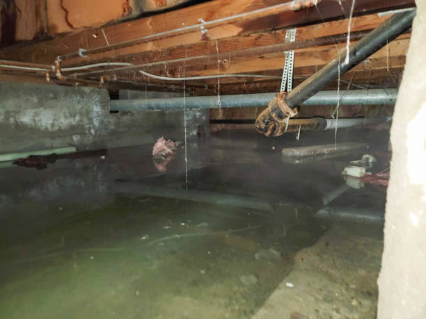 Best Sewage cleanup and water damage restoration  in Wolf Point, MT