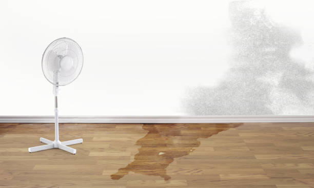 Best Water damage restoration insurance claims  in Wolf Point, MT