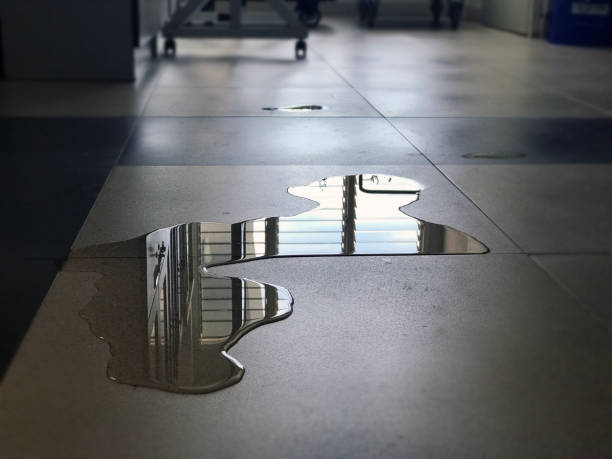 Best Carpet water damage restoration  in Wolf Point, MT