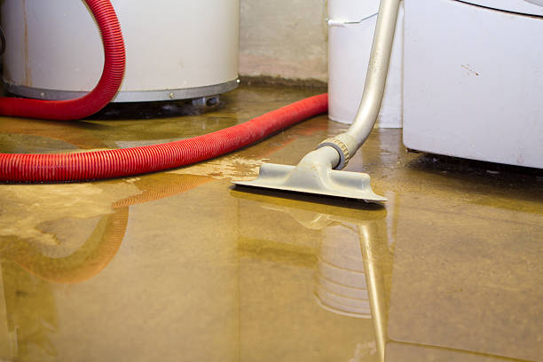 Best Professional water damage repair  in Wolf Point, MT