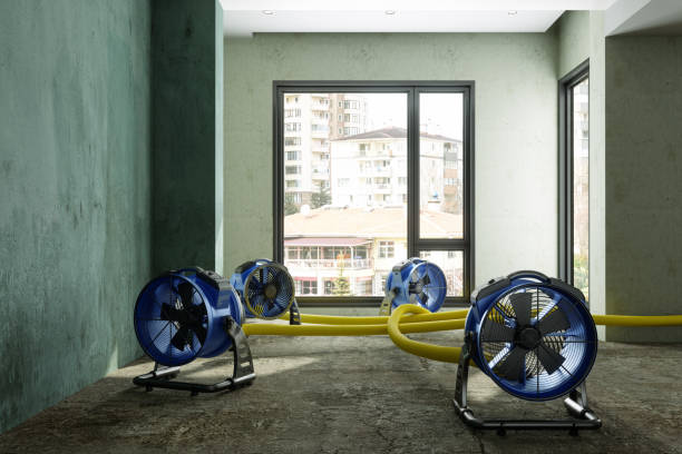 Best Water damage restoration process  in Wolf Point, MT